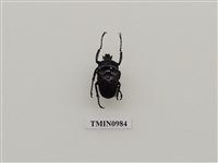 藏品(赤條長角花潛)的圖片